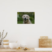 Golden Retriever Headshot 2 Poster (Keuken)