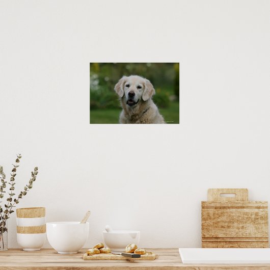 Golden Retriever Headshot 2 Poster (Keuken)