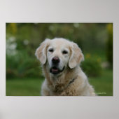 Golden Retriever Headshot 2 Poster (Voorkant)