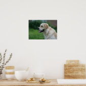 Golden Retriever Headshot 2 Poster (Keuken)