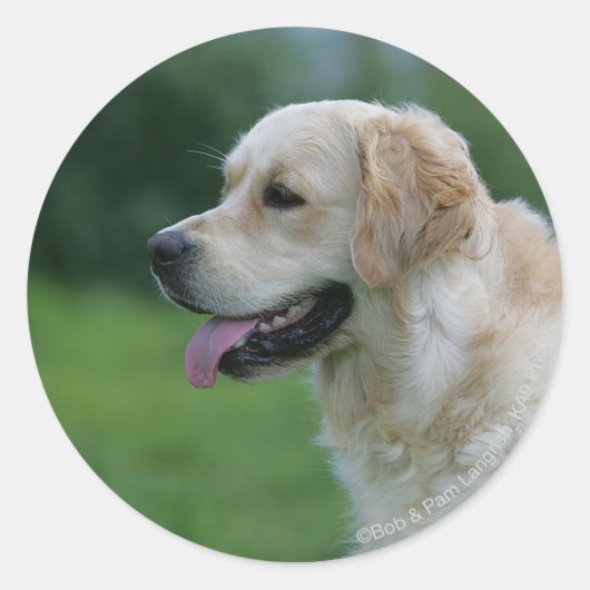 Golden Retriever Headshot 2 Ronde Sticker (Voorkant)