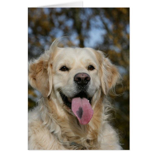 Golden Retriever Headshot 3 (Voorkant)