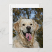 Golden Retriever Headshot 3 Briefkaart (Voorkant / Achterkant)