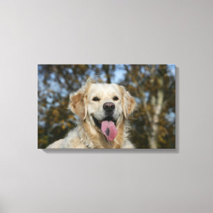 Golden Retriever Headshot 3 Canvas Afdruk