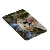 Golden Retriever Headshot 3 Magneet (Rechterzijde)
