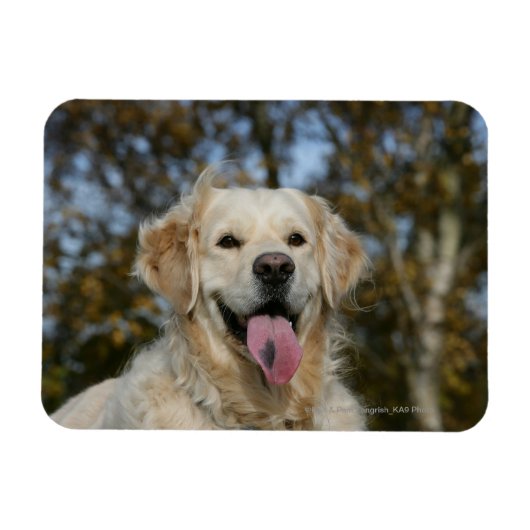 Golden Retriever Headshot 3 Magneet (Horizontaal)
