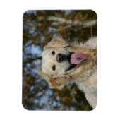 Golden Retriever Headshot 3 Magneet (Verticaal)