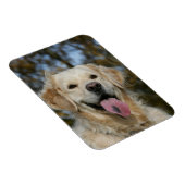 Golden Retriever Headshot 3 Magneet (Rechterzijde)