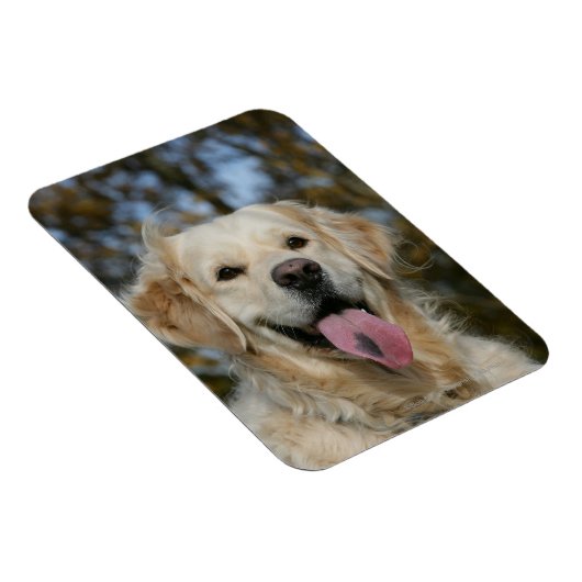 Golden Retriever Headshot 3 Magneet (Rechterzijde)