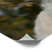 Golden Retriever Headshot 3 Poster (Hoek)