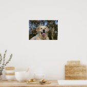 Golden Retriever Headshot 3 Poster (Keuken)