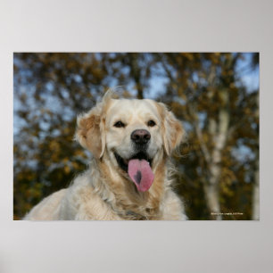 Golden Retriever Headshot 3 Poster
