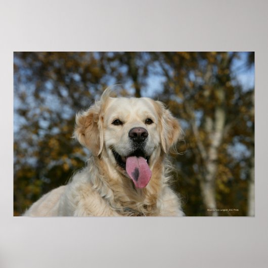 Golden Retriever Headshot 3 Poster (Voorkant)