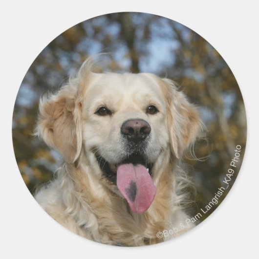 Golden Retriever Headshot 3 Ronde Sticker (Voorkant)