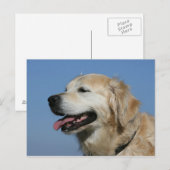 Golden retriever Headshot 4 Briefkaart (Voorkant / Achterkant)