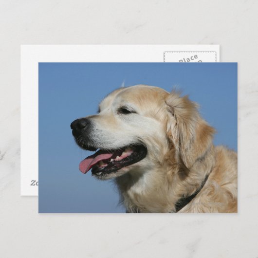 Golden retriever Headshot 4 Briefkaart (Voorkant / Achterkant)