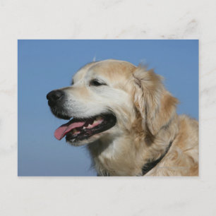 Golden retriever Headshot 4 Briefkaart