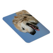 Golden Retriever Headshot 4 Magneet (Rechterzijde)