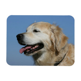 Golden Retriever Headshot 4 Magneet