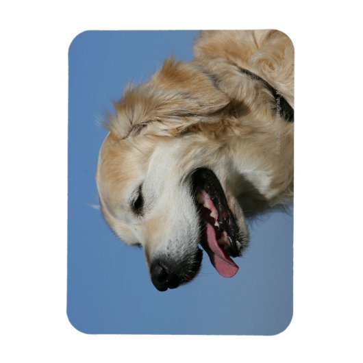 Golden Retriever Headshot 4 Magneet (Verticaal)