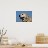 Golden Retriever Headshot 4 Poster (Keuken)