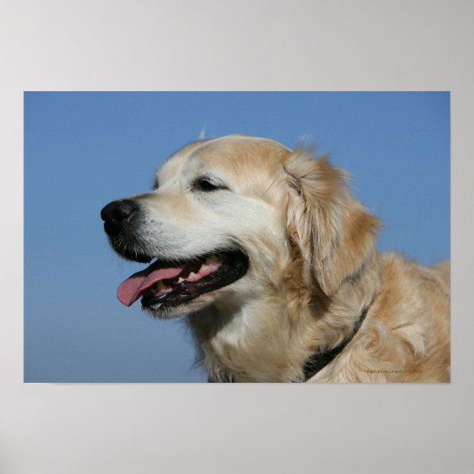 Golden Retriever Headshot 4 Poster (Voorkant)