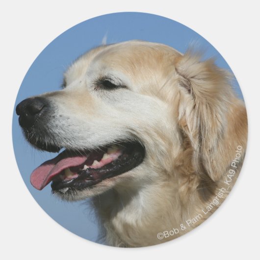 Golden Retriever Headshot 4 Ronde Sticker (Voorkant)