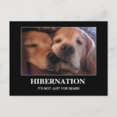 Golden Retriever Hibernationenwarm Briefkaart (Voorkant)