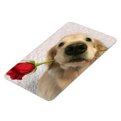 Golden Retriever hond met rode roze Magneet (Linkerzijde)