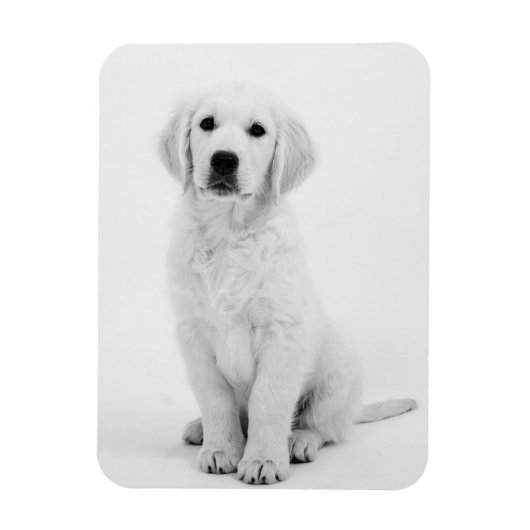 Golden Retriever i Magneet (Verticaal)