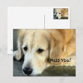 Golden Retriever/I Miss You Briefkaart (Voorkant / Achterkant)