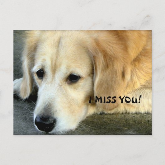 Golden Retriever/I Miss You Briefkaart (Voorkant)