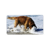 Golden Retriever IEDEREEN STOP! Ik heb mijn contac Etiket (Voorkant)