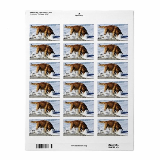 Golden Retriever IEDEREEN STOP! Ik heb mijn contac Etiket (Full Sheet)