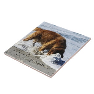 Golden Retriever IEDEREEN STOP! Ik heb mijn contac Tegeltje