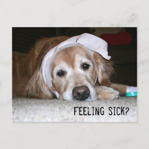 Golden Retriever in Bandages krijgen snel weer goe Briefkaart