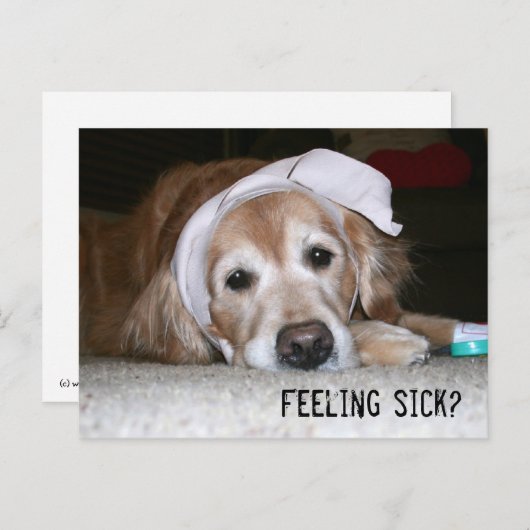 Golden Retriever in Bandages wordt snel beter Briefkaart (Voorkant / Achterkant)