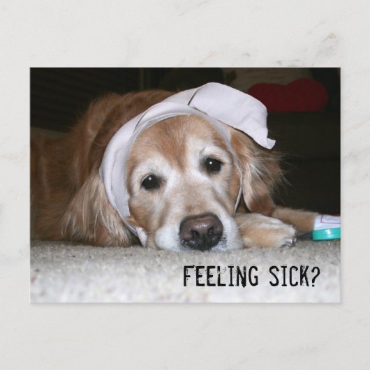 Golden Retriever in Bandages wordt snel beter Briefkaart (Voorkant)