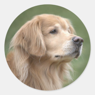 Golden Retriever in Closeup Ronde Sticker