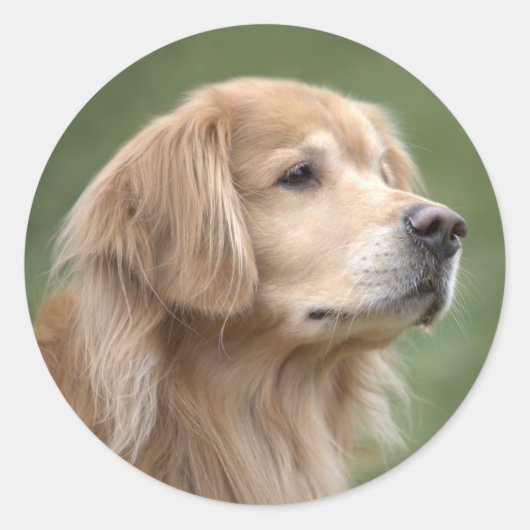 Golden Retriever in Closeup Ronde Sticker (Voorkant)