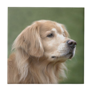Golden Retriever in Closeup Tegeltje