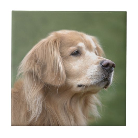 Golden Retriever in Closeup Tegeltje (Voorkant)