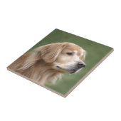 Golden Retriever in Closeup Tegeltje (Zijkant)
