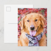 Golden Retriever in de carf Briefkaart (Voorkant / Achterkant)