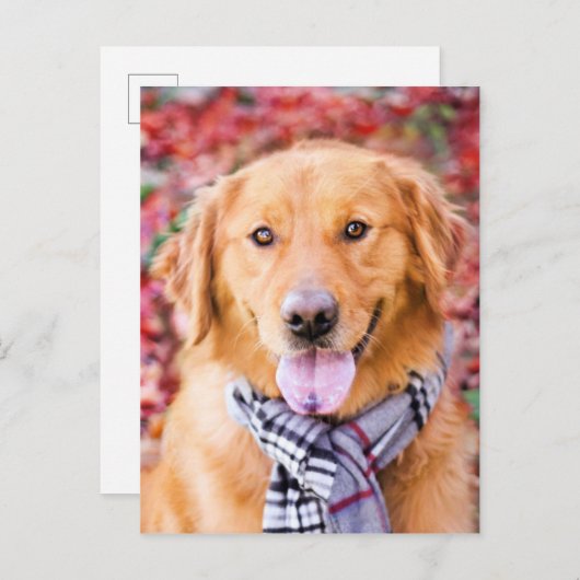 Golden Retriever in de carf Briefkaart (Voorkant / Achterkant)