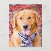 Golden Retriever in de carf Briefkaart (Voorkant)