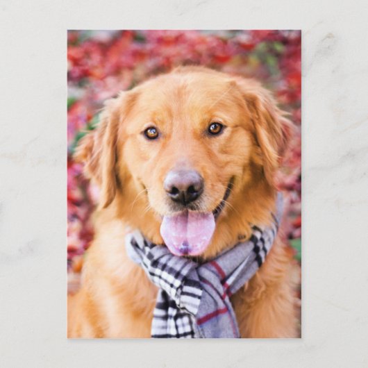 Golden Retriever in de carf Briefkaart (Voorkant)