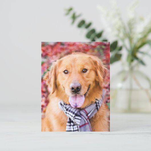 Golden Retriever in de carf Briefkaart (Staand voorkant)