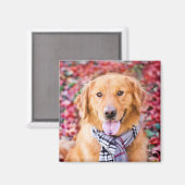 Golden Retriever in de carf Magneet (Voorkant / Achterkant)