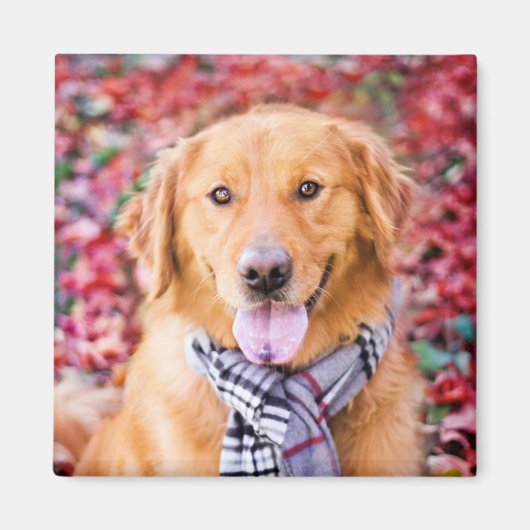 Golden Retriever in de carf Magneet (Voorkant)